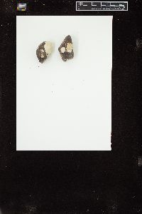 Petrocelis middendorfii image