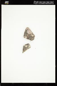 Phymatolithon laevigatum image
