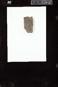 Cladophora pygmaea image