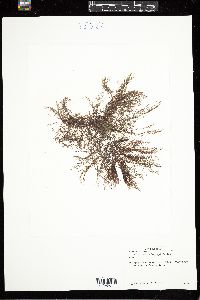 Neosiphonia harveyi image