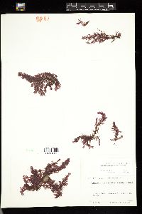 Plumaria plumosa image