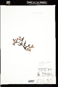 Pneophyllum fragile image