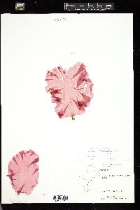 Porphyra amplissima image