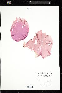 Porphyra miniata image