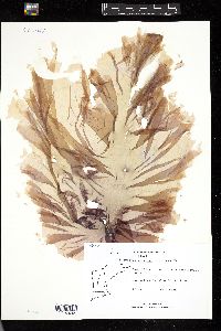 Porphyra purpurea image