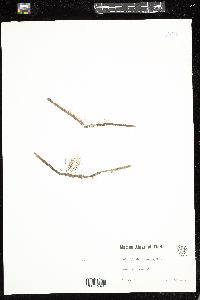 Neosiphonia gorgoniae image