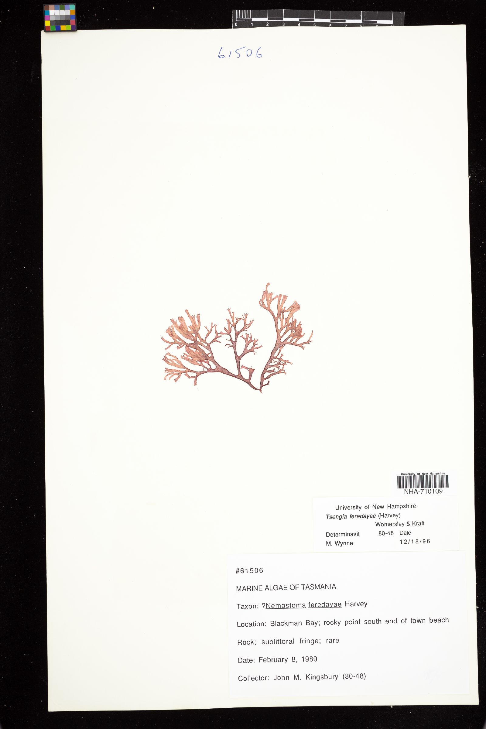 Tsengiaceae image