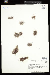 Wurdemannia miniata image