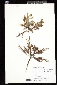 Sarcothalia crassifolia image