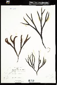 Fucus evanescens image