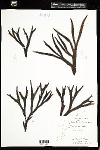 Fucus evanescens image