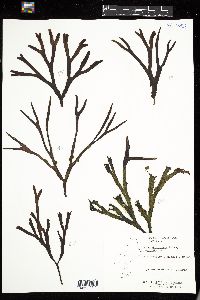 Fucus evanescens image