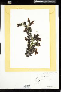Sargassum cristaefolium image