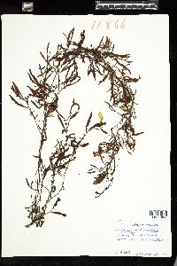 Sargassum filipendula image