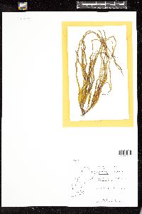 Scytosiphon lomentaria image