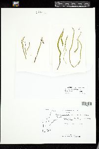 Scytosiphon lomentaria image