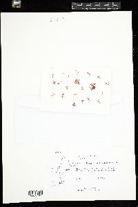 Lomentaria orcadensis image