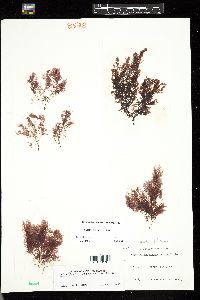 Neosiphonia harveyi image