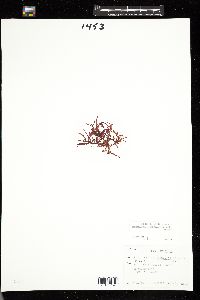 Fimbrifolium dichotomum image