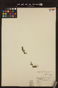 Acrosiphonia spinescens image