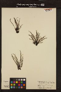 Heterochordaria abietina image