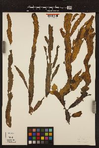 Ectocarpus acutus image