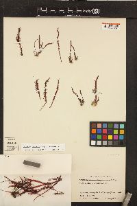 Norrissia setchellii image