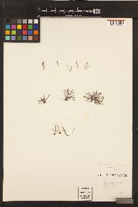 Pterosiphonia dendroidea image