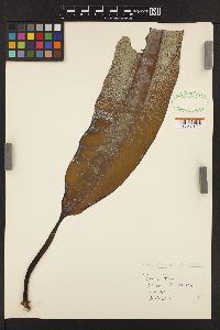 Pleurophycus gardneri image