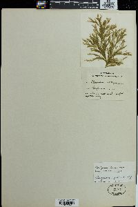Cladophora daviesii image