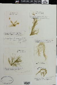 Cladophora gracilis image