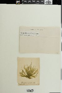 Cladophora gracilis image