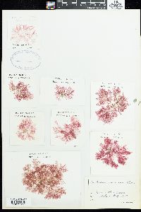 Aglaothamnion roseum image