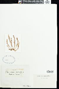 Asparagopsis sanfordiana image