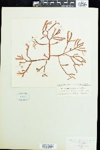 Gracilaria aculeata image