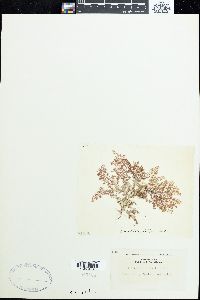 Dasyphila preissii image