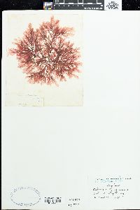 Delesseria hypoglossum image