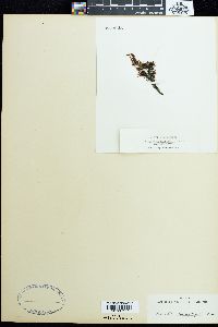 Gigartina microphylla image