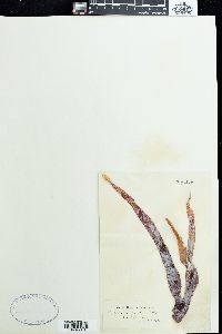 Gigartina spinosa image