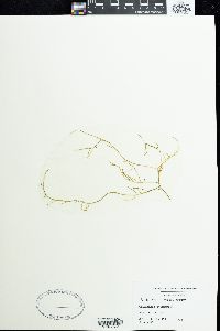 Gracilaria cylindrica image