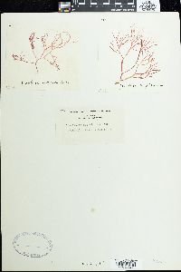 Hymenocladia dactyloides image