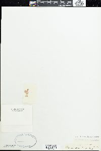 Jania corniculata image