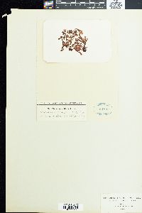 Placophora binderi image
