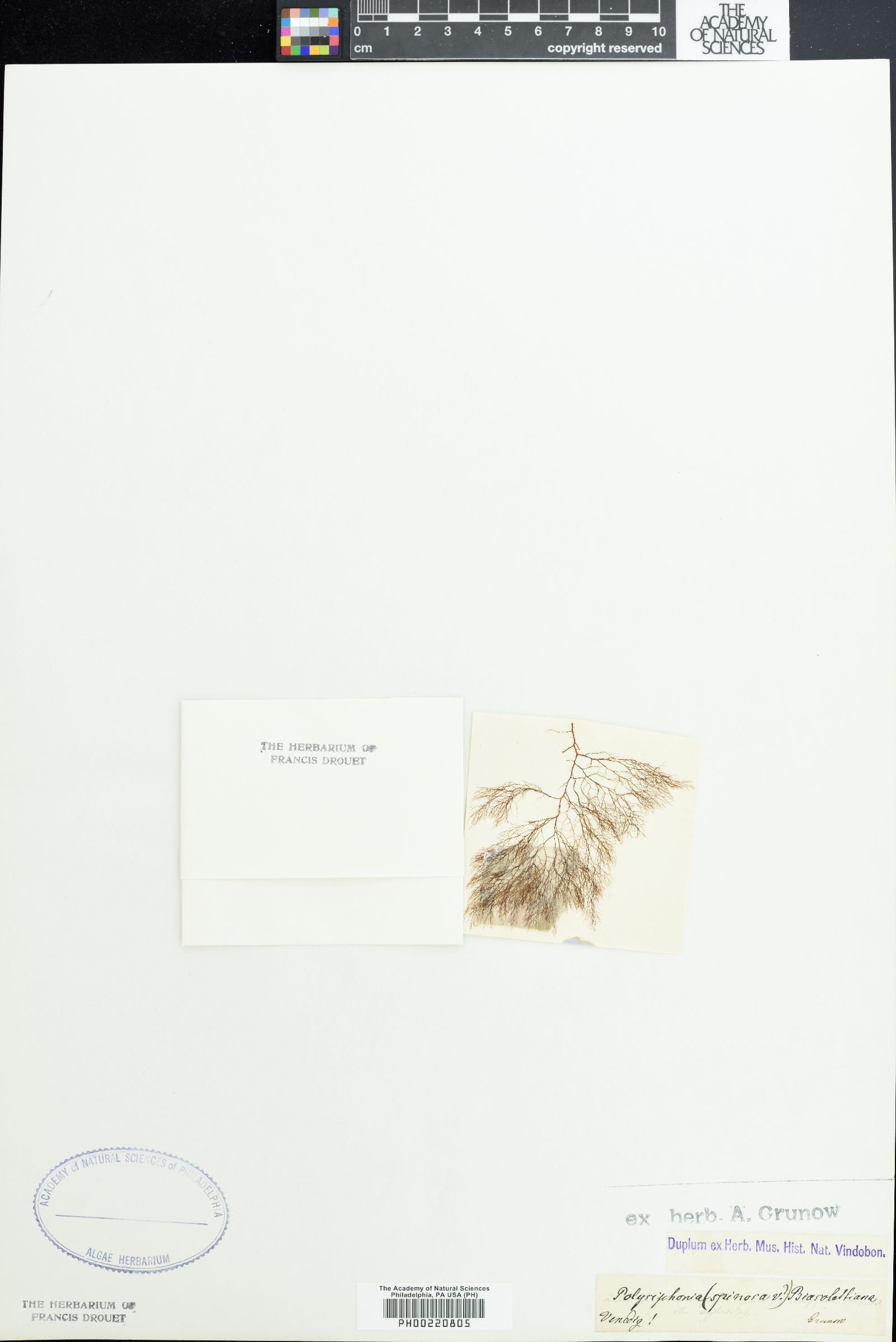 Polysiphonia biasolettiana image