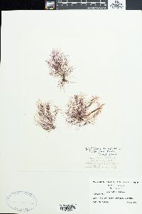 Polysiphonia harveyi image