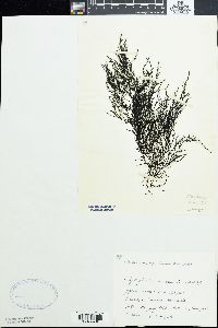 Polysiphonia morrowii image