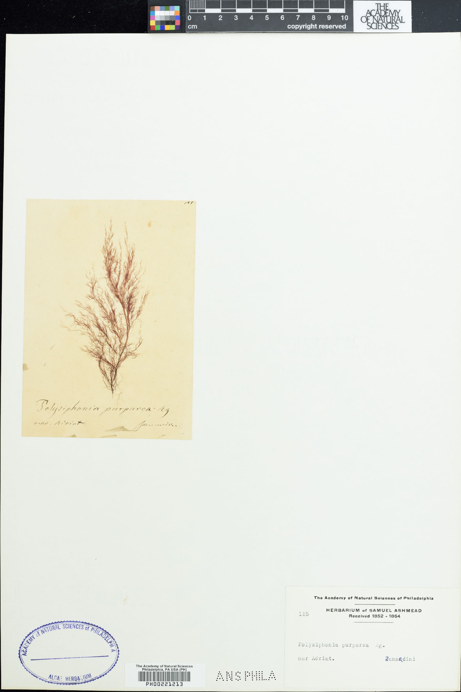 Polysiphonia purpurea image