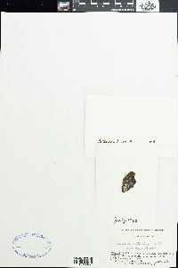 Polysiphonia subtilissima image