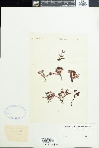 Rhodymenia palmetta image