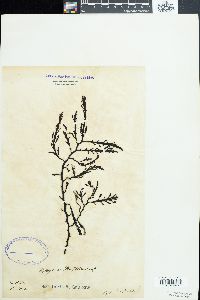 Cystophora platylobium image